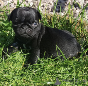 Zdjęcie №3. Urocze szczenięta mopsa do adopcji. Polska