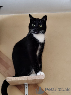 Zdjęcie №1.  - na sprzedaż w Mińsk | Bezpłatny | Zapowiedź № 157486