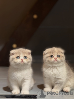 Zdjęcie №1. scottish fold - na sprzedaż w Albacete | negocjowane | Zapowiedź № 167299