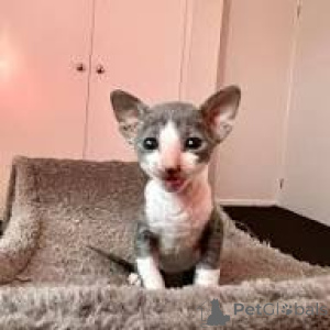 Zdjęcie №3. Schattige kocięta Cornish Rex zostały udostępnione nieuw thuis.. Belgia