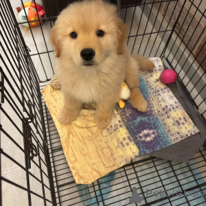 Zdjęcie №2 do zapowiedźy № 165319 na sprzedaż  golden retriever - wkupić się Austria hodowca