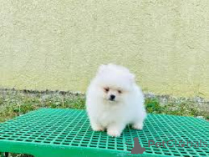 Zdjęcie №3. Chiots Poméraniens à vendre. Francja