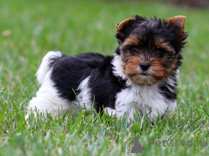 Zdjęcie №1.  - na sprzedaż w Berlin | negocjowane | Zapowiedź №156757