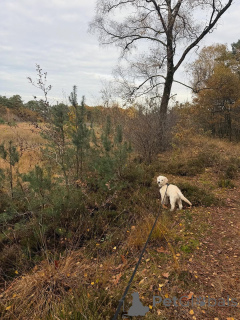 Zdjęcie №2 do zapowiedźy № 157843 na sprzedaż  golden retriever - wkupić się Niemcy prywatne ogłoszenie
