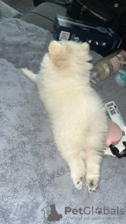 Zdjęcie №3. Pomorski, zarejestrowany rodowód KC. Federacja Rosyjska