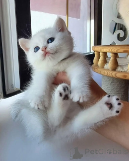 Zdjęcie №3. Kocięta Scottish Fold do adopcji Wszystkie nasze kocięta posiadają aktualne. Francja