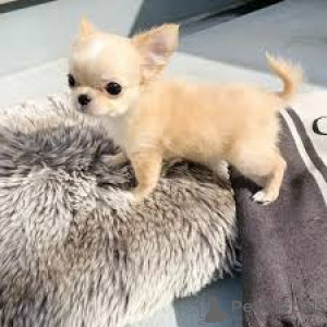 Zdjęcie №4. Sprzedam chihuahua (rasa psów) w Бохум.  - cena - negocjowane