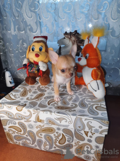 Zdjęcie №3. Szczeniak Chihuahua. Federacja Rosyjska