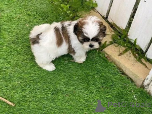 Zdjęcie №2 do zapowiedźy № 161564 na sprzedaż   - wkupić się Kuwejt 