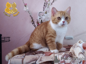 Zdjęcie №4. Sprzedam kot brytyjski krótkowłosy w Niżny Nowogród. od żłobka - cena - Bezpłatny