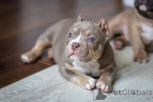 Zdjęcie №1. american bully - na sprzedaż w Augustusburg | 4779zł | Zapowiedź №147446