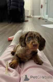 Zdjęcie №2 do zapowiedźy № 163177 na sprzedaż  jamnik - wkupić się Polska hodowca