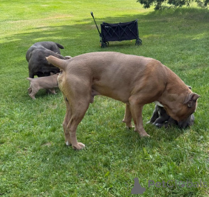 Zdjęcie №2 do zapowiedźy № 173399 na sprzedaż  cane corso - wkupić się Dania prywatne ogłoszenie, hodowca
