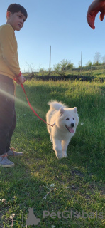 Dodatkowe zdjęcia: Szczenięta samoyeda