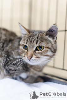 Zdjęcie №2 do zapowiedźy № 159112 na sprzedaż   - wkupić się Federacja Rosyjska ze schronu