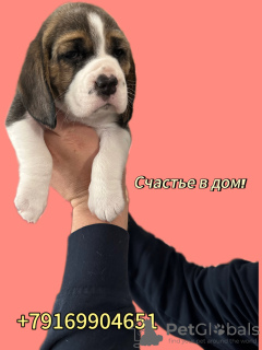 Zdjęcie №2 do zapowiedźy № 70885 na sprzedaż  beagle (rasa psa) - wkupić się Federacja Rosyjska hodowca