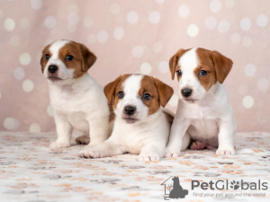 Zdjęcie №1. jack russell terrier - na sprzedaż w Kijów | 2521zł | Zapowiedź №11542