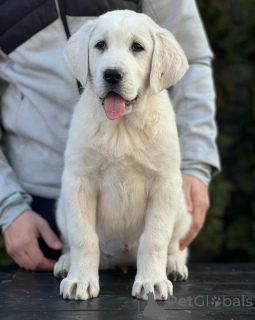 Zdjęcie №3. Owczarek środkowoazjatycki Szczenięta. Serbia