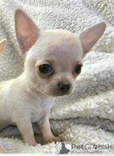 Zdjęcie №3. Pui chihuahua EXTRA mini. Serbia