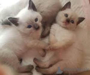 Zdjęcie №2 do zapowiedźy № 166784 na sprzedaż  kot syjamski - wkupić się Francja 