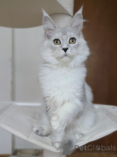 Zdjęcie №1. maine coon - na sprzedaż w Arel | negocjowane | Zapowiedź № 156775