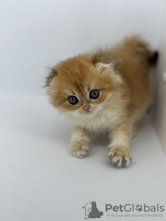 Zdjęcie №4. Sprzedam scottish fold w Krasnodar. hodowca - cena - 10313zł