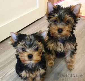 Zdjęcie №1. yorkshire terrier - na sprzedaż w Wilno | negocjowane | Zapowiedź №175885