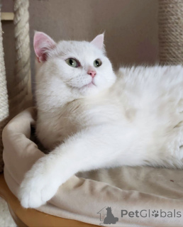 Zdjęcie №1.  - na sprzedaż w Rzeka Moskwa | Bezpłatny | Zapowiedź № 163544