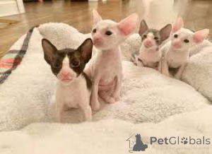 Zdjęcie №1. kot cornish rex - na sprzedaż w Tampere | 2774zł | Zapowiedź № 164814