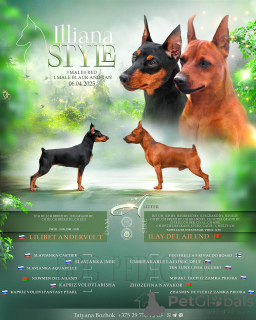 Zdjęcie №3. Wysokie szczenięta z krasnoludkiem Pincher. Białoruś