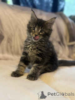 Zdjęcie №2 do zapowiedźy № 143864 na sprzedaż  maine coon - wkupić się USA prywatne ogłoszenie