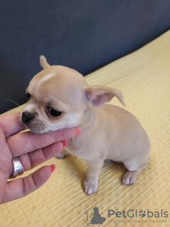 Dodatkowe zdjęcia: Mini Chihuahua