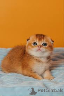 Zdjęcie №3. Kocięta rasy Scottish Fold dostępne w sprzedaży. Polska