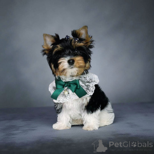 Zdjęcie №3. Bóbr. Gruzja