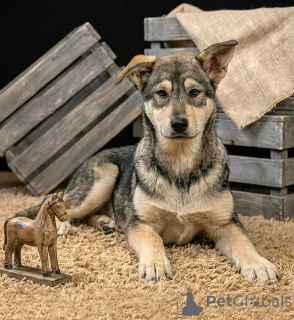 Zdjęcie №4. Sprzedam pies nierasowy w Moskova. prywatne ogłoszenie - cena - Bezpłatny