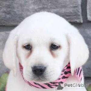 Zdjęcie №2 do zapowiedźy № 166027 na sprzedaż  labrador retriever - wkupić się Niemcy hodowca