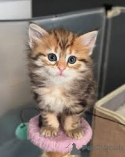 Zdjęcie №1. kot syberyjski - na sprzedaż w Amsterdam | 2392zł | Zapowiedź № 162808