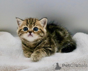 Zdjęcie №1. scottish fold - na sprzedaż w Berlin | negocjowane | Zapowiedź № 158758