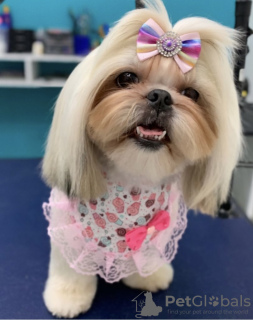 Zdjęcie №2 do zapowiedźy № 105235 na sprzedaż  lhasa apso - wkupić się USA 