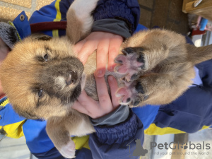 Zdjęcie №2 do zapowiedźy № 89318 na sprzedaż  pies nierasowy - wkupić się Federacja Rosyjska prywatne ogłoszenie