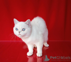 Zdjęcie №3. brytyjska dama. Rumunia