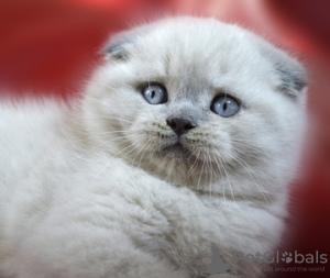 Zdjęcie №1. scottish fold - na sprzedaż w Dnipro | 77zł | Zapowiedź № 15694