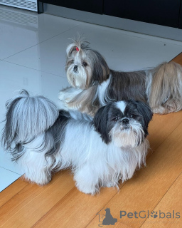 Zdjęcie №2 do zapowiedźy № 168663 na sprzedaż  shih tzu - wkupić się Niemcy hodowca