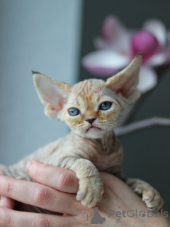 Zdjęcie №1. devon rex - na sprzedaż w Sztokholm | negocjowane | Zapowiedź № 171375