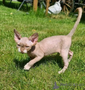 Zdjęcie №1. devon rex - na sprzedaż w Helsinki | 1465zł | Zapowiedź № 118430