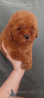 Zdjęcie №3. To kolejne 2 boyce. Ukraina