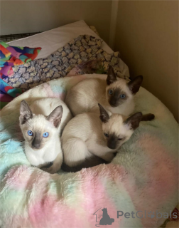 Zdjęcie №1. kot syjamski - na sprzedaż w Hannover | 1674zł | Zapowiedź № 153768