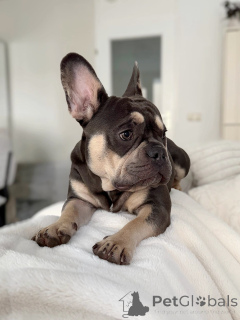 Zdjęcie №2 do zapowiedźy № 157835 na sprzedaż  buldog francuski - wkupić się Luksemburg prywatne ogłoszenie