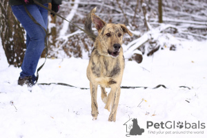 Dodatkowe zdjęcia: Wesoła, aktywna Cleo, 1,5 letnia, szuka domu