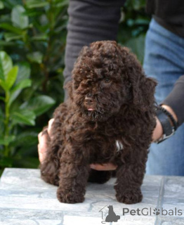Zdjęcie №4. Sprzedam lagotto romagnolo w Kragujevac. hodowca - cena - negocjowane